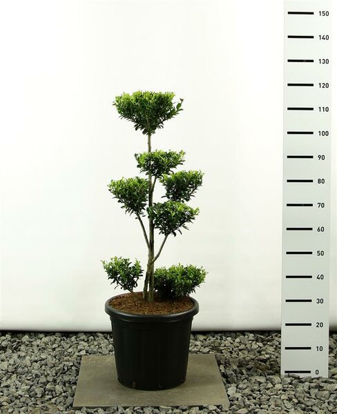 Ilex maximowicziana kanehirae multiplateau extra - total height 125-150 cm - pot 20 ltr
