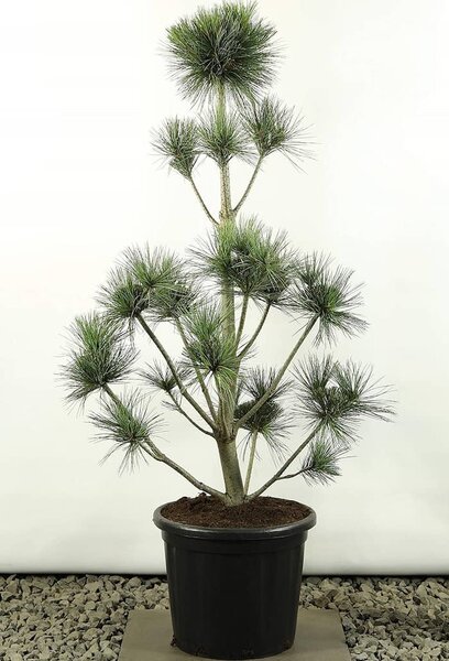 Pinus flexilis Vanderwolfs Pyramid Multiplateau - total height 100-125 cm - pot 20 ltr