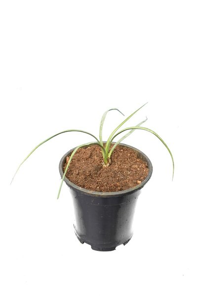 Yucca elata - total height 20-40 cm - pot Ø 15 cm