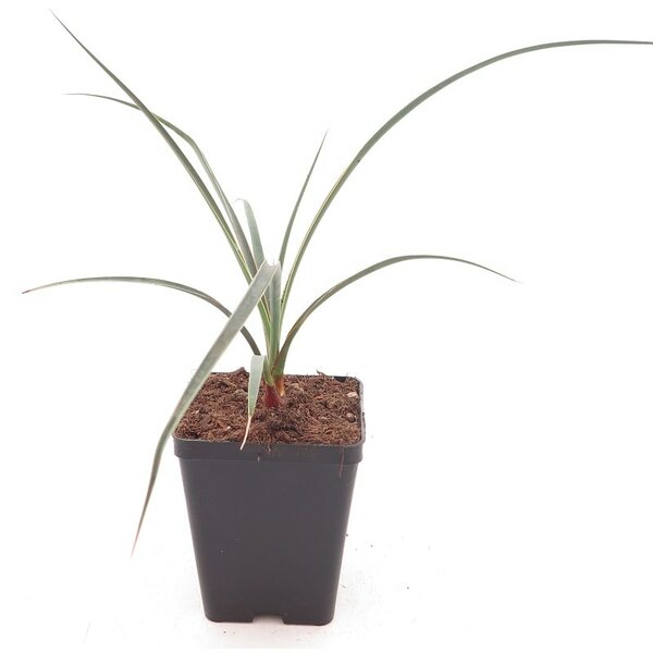 Yucca arizonica - total height 30+ cm - pot 10 x 10 cm