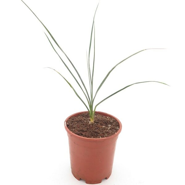 Yucca elata - total height 40-60 cm - pot Ø 15 cm