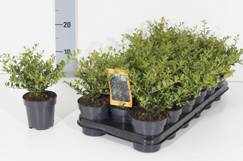 Ilex crenata Stokes - total height 20-30 cm - pot 0.5 ltr - 50 pcs + 20 liter soil + 1 kg fertilizer
