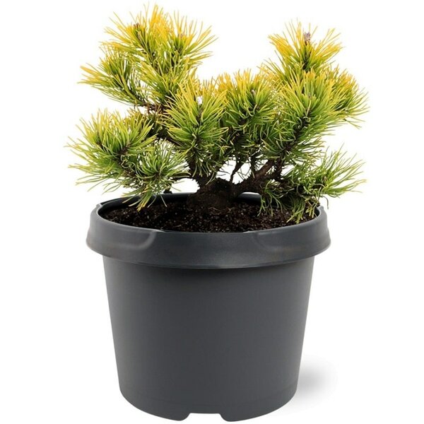 Pinus mugo Carstens Wintergold
