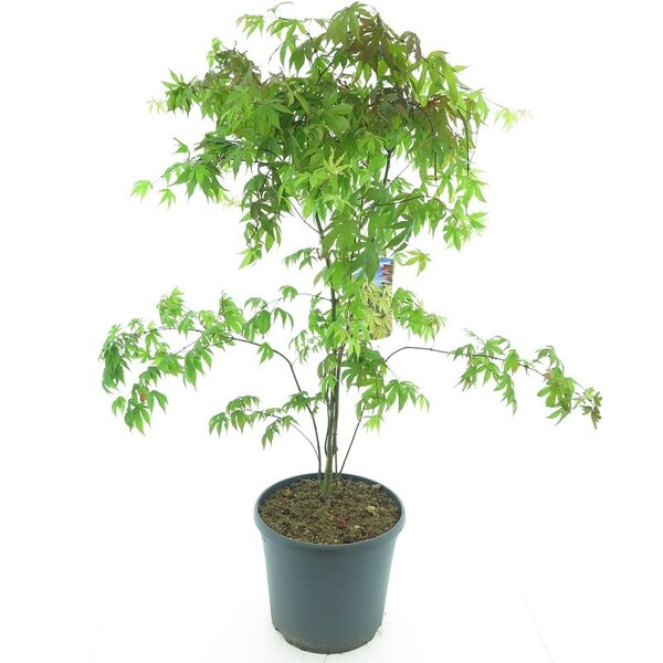 Acer palmatum Osakazuki - total height 150-170 cm - pot 18 ltr