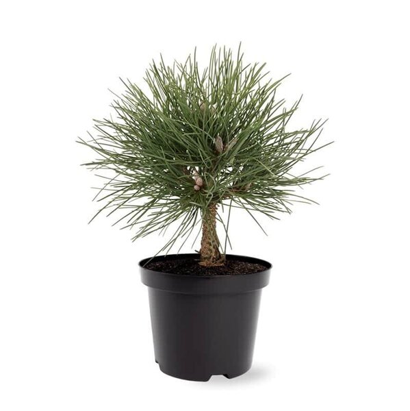 Pinus nigra Nana - total height 40-50 cm - pot 3 ltr