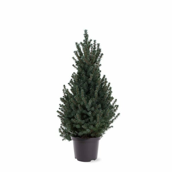 Picea glauca Sander's Blue - total height 50-70 cm - pot 5 ltr