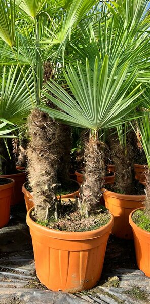 Trachycarpus fortunei double trunk - trunk A 40-60 cm - trunk B 30-50 cm [pallet]