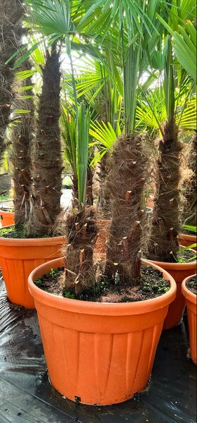 Trachycarpus fortunei double trunk - trunk A 100-130 cm - trunk B 10-50 cm [pallet]
