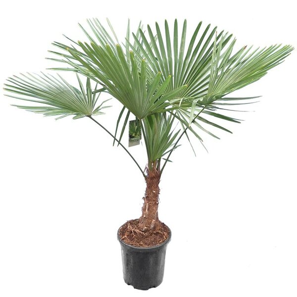 Trachycarpus fortunei XL - trunk 30-40 cm - total height 160-180 cm - pot Ø 31 cm