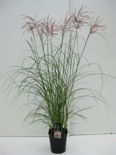 Miscanthus sinensis Red Chief - pot 5 ltr