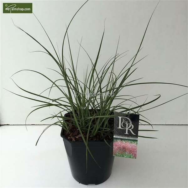Miscanthus sinensis Red Chief - pot 10 ltr