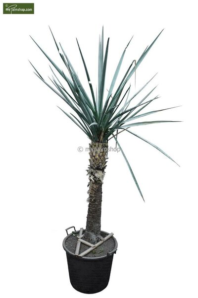 Yucca torreyi trunk 80-90 cm [pallet]