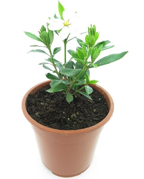 Gardenia jasminoides Sweetheart - total height 25-35 cm - pot Ø 17 cm