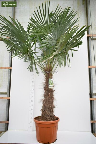 Trachycarpus fortunei stam 120-140 cm
