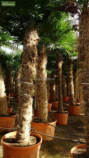 Trachycarpus fortunei stam 180-200 cm