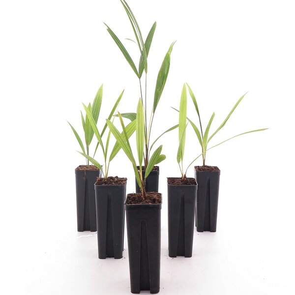 Hybrid palm trees - set of 6