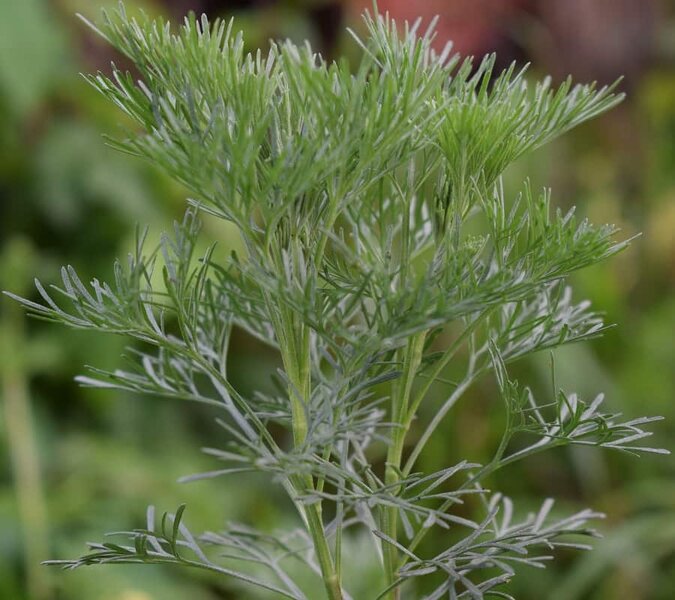 Artemisia abrotanum Cola - pot Ø 15 cm
