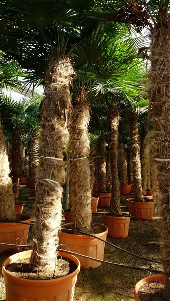 Trachycarpus fortunei stam 275-300 cm