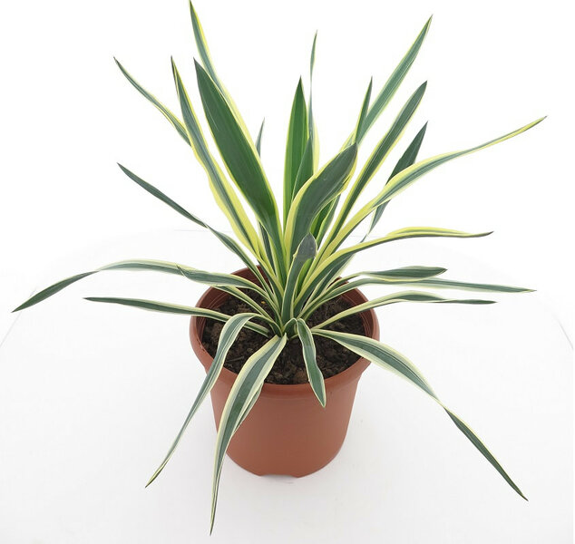 Yucca gloriosa Variegata - total height 60-70 cm - pot &Oslash; 26 cm