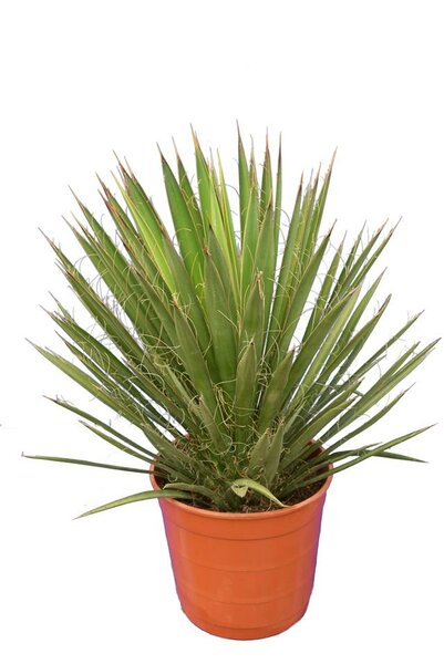 Yucca filifera - total height 50-70 cm - pot Ø 23 cm