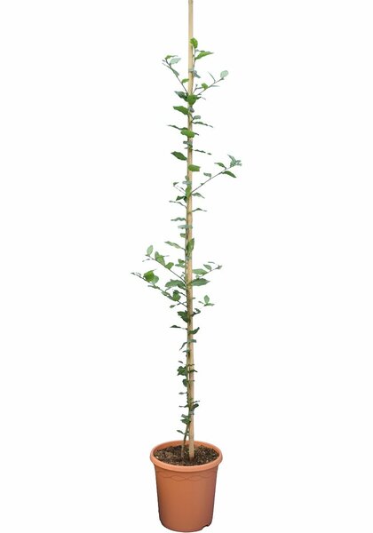 Quercus ilex - total height 140+ cm - pot Ø 26 cm