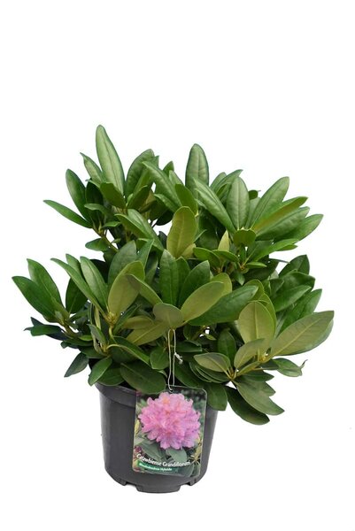 Rhododendron Catawbiense Grandiflorum - total height 50-60 cm - pot 5 ltr