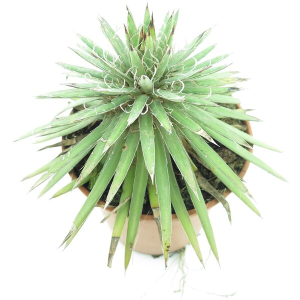 Agave filifera - pot &Oslash; 14 cm
