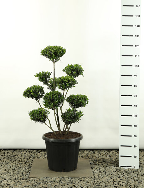 Ilex crenata Green Hedge Multiplateau extra - total height 80-100 cm - pot &Oslash; 20 cm