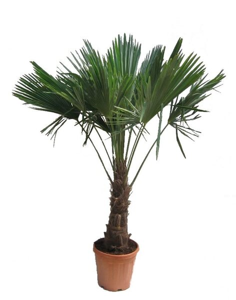 Trachycarpus fortunei - trunk 60-70 cm - total heigth 180+ cm - pot 40 cm [pallet]