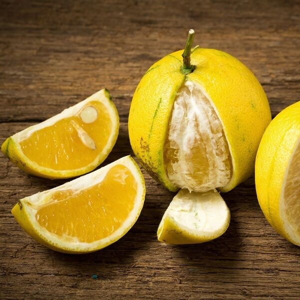 Real Citrus bergamia