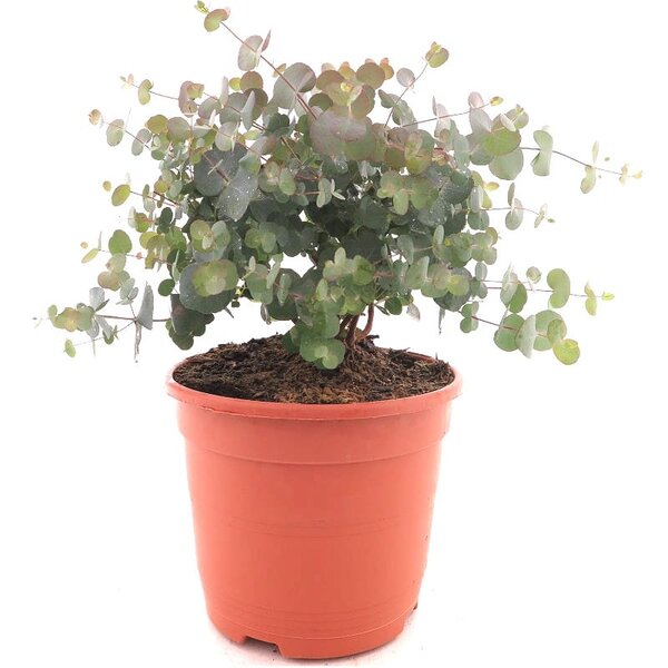 Eucalyptus gunnii Azura - total height 40+ cm - pot 5 ltr