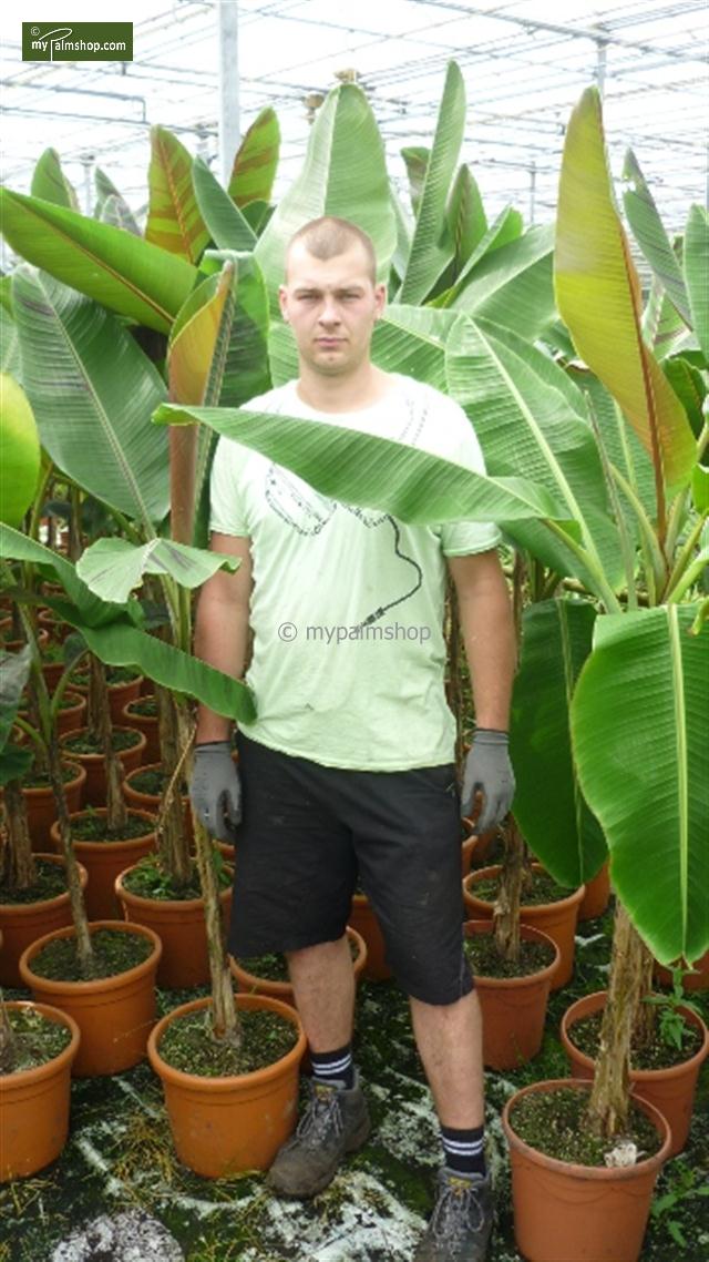 Musa Red Tiger total height 40+ cm - 2 Ltr MyPalmShop