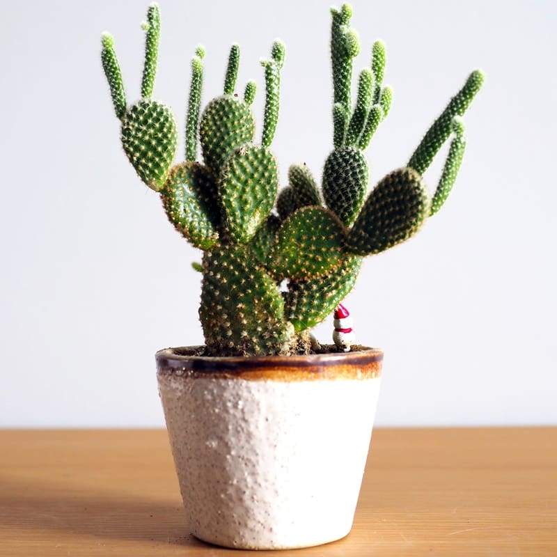 How to care for desert plants indoors?