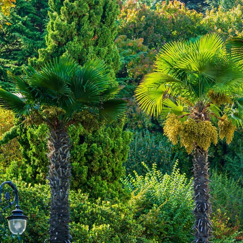 Caring for Trachycarpus fortunei: from watering to fertilising