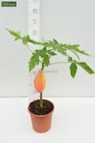 Carica papaya - pot 11 x 11 cm_