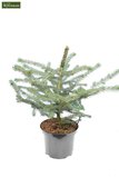Picea pungens Glauca - total height 50-60 cm - pot 3 ltr_