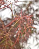 Acer palmatum Firecracker blad
