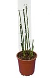 Equisetum japonicum - total height 80-100 cm - pot Ø 17 cm_
