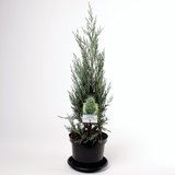 Juniperus scopulorum Moonglow - total height 70-80 cm - pot 3 ltr_