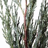 Juniperus scopulorum Moonglow - total height 70-80 cm - pot 3 ltr_