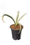 Yucca baccata - total height 30-40 cm - pot Ø 15 cm_