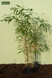 Pseudosasa japonica - total height 150+ cm - pot 5 ltr_
