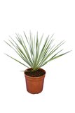 Yucca rostrata - total height 40-60 cm - pot Ø 20 cm_