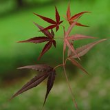 Acer palmatum Enkan - total heigt 50-60 cm - pot 3 ltr_