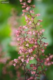 Hesperaloe parviflora Rubra - pot Ø 17 cm_