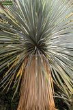 Yucca rostrata - total height 60-80 cm - pot 26 cm_