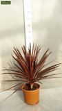 Cordyline australis Red Star - total height 60-80 cm - pot 24 cm_