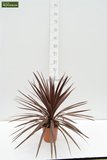 Cordyline australis Red Star - total height 60-80 cm - pot 24 cm_