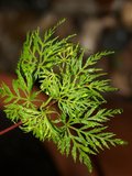 Acer palmatum Seiryu - total height 50-60 cm - pot 3 ltr_