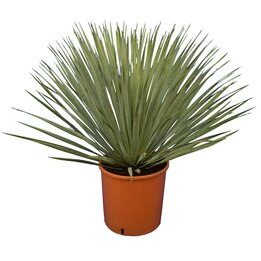 Details about   YUCCA ROSTRATA 1 gallon pot exotic blue color joshua tree hardy desert  8to 12" 